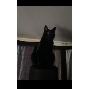 Lost Cat Link