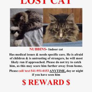 Lost Cat Nubbins