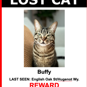 Lost Cat Buffy