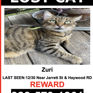 Lost Cat Zuri
