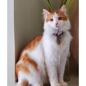 Lost Cat Max (orange/white)