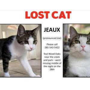 Lost Cat Jeaux
