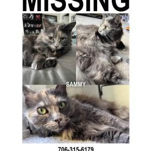 Lost Cat Sammy