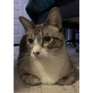 2nd Image of Charlie (Kitty), Lost Cat