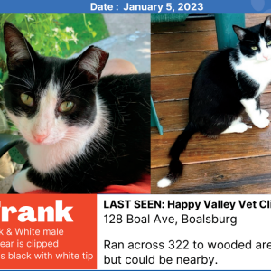 Lost Cat Frank