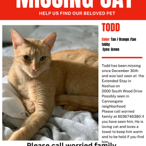 Lost Cat Todd