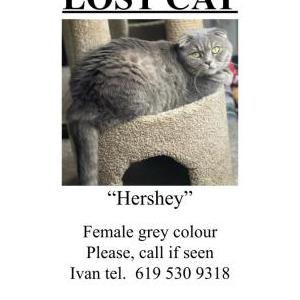 Lost Cat Hershey