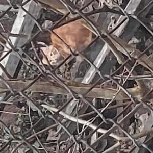 Found Cat Orange cat
