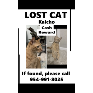 Lost Cat Kaicho