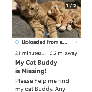 Lost Cat Buddy