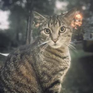 Lost Cat Neville