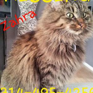 Lost Cat Zahra