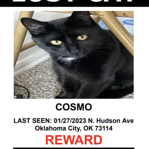 Lost Cat COSMO