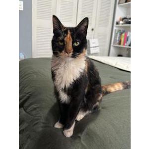 Lost Cat Katy Purry
