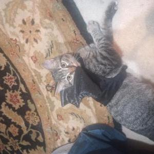 Lost Cat Kitteh kitt