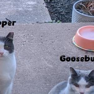 Lost Cat Goosebump and Kipper