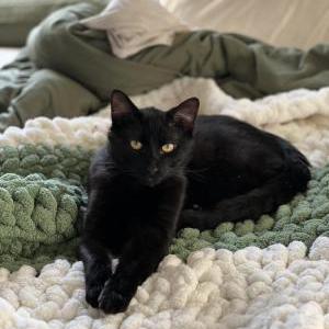 Lost Cat Salem