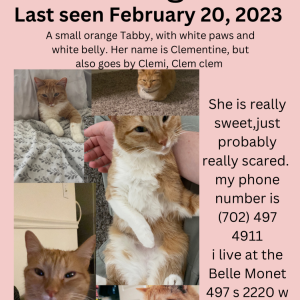 Lost Cat Clementine