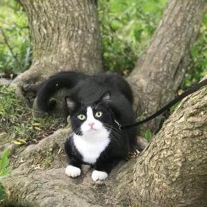 Lost Cat Cubby