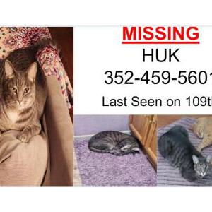 Lost Cat Huk