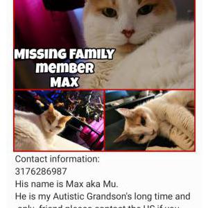 Lost Cat MAX
