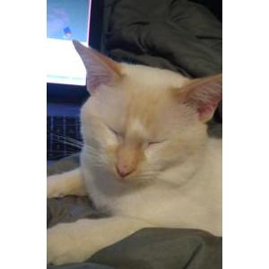 2nd Image of mr.marshmallow, Lost Cat