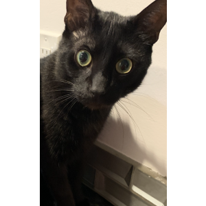 Lost Cat Black Panther