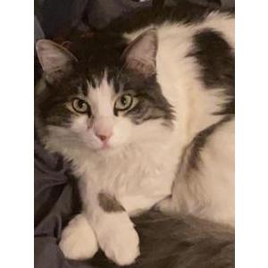Lost Cat Leif