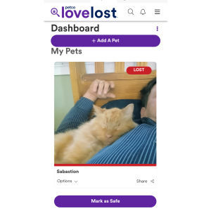 Lost Cat Sabastian