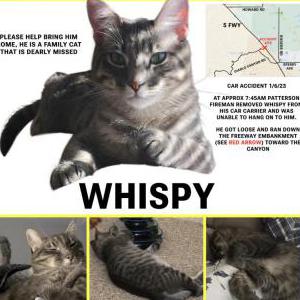Lost Cat Whispy