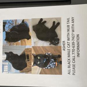 Lost Cat Asher