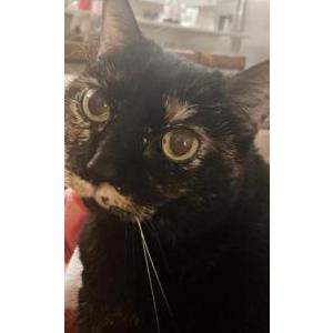 Lost Cat Lily Belle