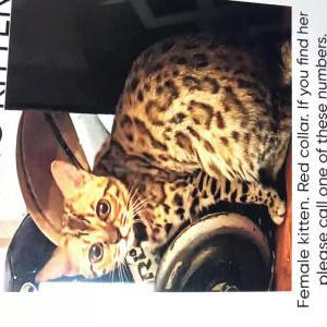 Lost Cat Ruby