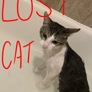 Lost Cat Timothy