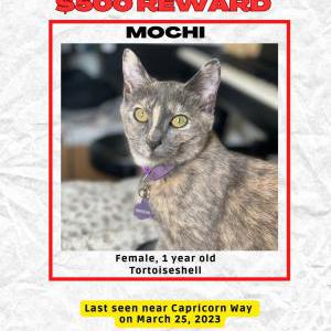 Lost Cat Mochi