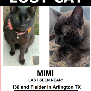 Lost Cat Mimi