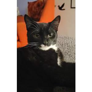 Lost Cat Mr. Beans/ beanie