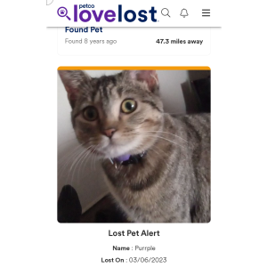 Lost Cat Purrple