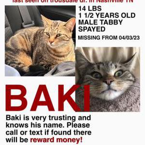 Lost Cat Baki