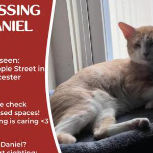 Lost Cat Daniel