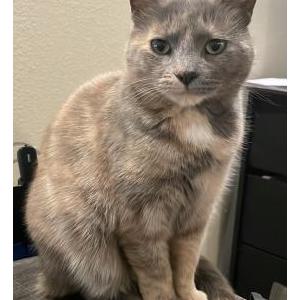 Lost Cat Pickles