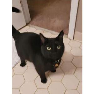 Lost Cat Luther
