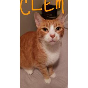 Lost Cat Clementine