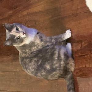 Lost Cat Matilda “Tilly”