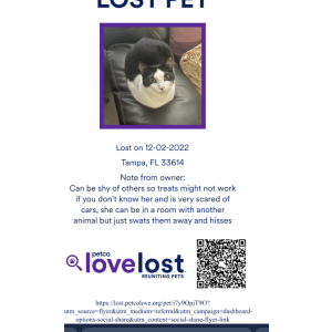 Lost Cat Cici