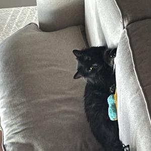 Lost Cat Stormy