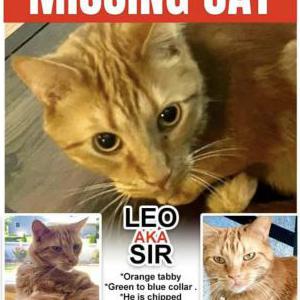 Lost Cat Leo (aka Sir)