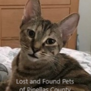 Lost Cat ABBY
