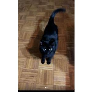 Lost Cat Toothless