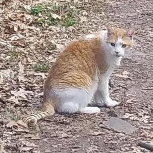Lost Cat Goldy